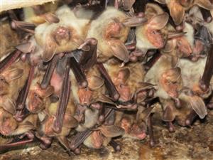 Myotis myotis