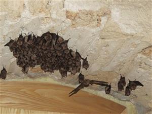 podkovár malý - časť kolónie