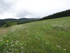 pohľad na biotop na TML_6510_139_Divín