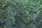 Rieky s bahnitými až piesočnatými brehmi s vegetáciou zväzov Chenopodionrubri p.p. a Bidentition p.p. (5.10.2013)