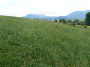 Pohled na cílový biotop a okolní krajinu ve směru SZ od zadaných souřadnic