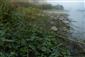 Rieky s bahnitými až piesočnatými brehmi s vegetáciou zväzov Chenopodionrubri p.p. a Bidentition p.p. (7.10.2013)