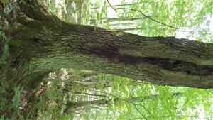 TMP, strom s pozitívnym výskytom C. cerdo