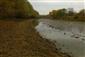 Rieky s bahnitými až piesočnatými brehmi s vegetáciou zväzov Chenopodionrubri p.p. a Bidentition p.p. (13.10.2013)