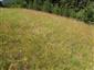 Suchomilné travinnobylinné a krovinové porasty na vápnitom podloží (*dôležité stanovištia Orchideaceae) (25.6.2015)