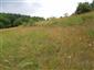Suchomilné travinnobylinné a krovinové porasty na vápnitom podloží (*dôležité stanovištia Orchideaceae) (27.6.2015)