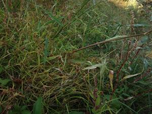 biotop, Dichostylis