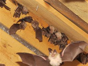 čať koloónie podkovára malého