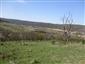 jašterica múrová (29.5.2015)