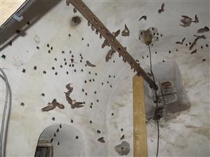 časť kolónie podkovára malého