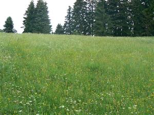 Pohled na cílový biotop a okolní krajinu ve směru Z od zadaných souřadnic