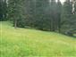 Nížinné a podhorské kosné lúky (17.6.2015)