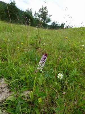 Orchis ustulata na lokalite