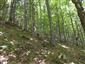 korýtkovec (28.6.2015)