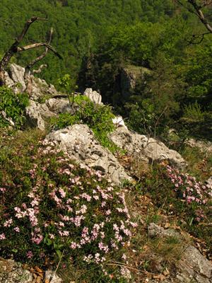 Biotop druhu Daphne arbuscula.