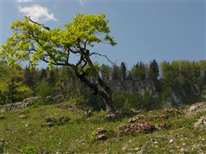 Biotop druhu Daphne arbuscula.