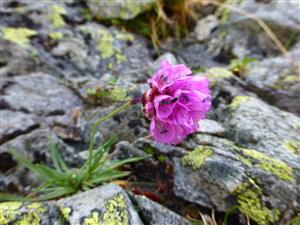 Armeria alpina