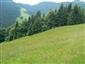 Nížinné a podhorské kosné lúky (17.6.2015)