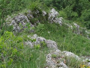 Biotopy druhu Daphne arbuscula.