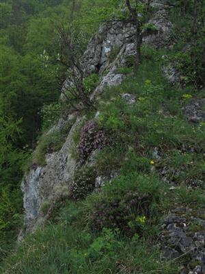 Biotop druhu Daphne arbuscula.