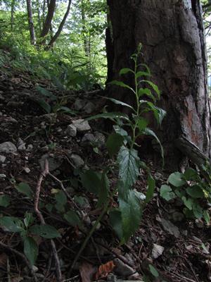 Jedinec rastúci v lese (vnútorný okraj) - v biotope Ls 5.4.