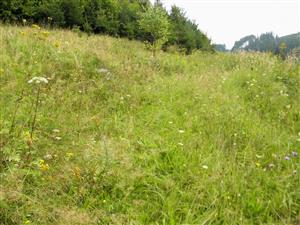 nekoseny okraj nizsie polozenej casti lokality pod mladou smrekovou vysadbou