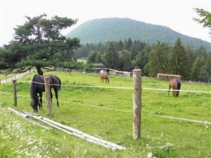 extenzivna pastva koni na lokalite
