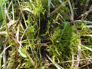 Hamatocaulis vernicosus