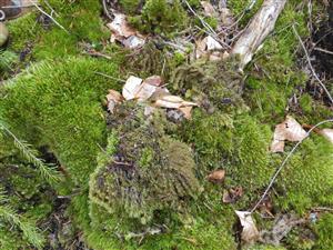 Leucobryum glaucum