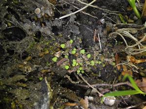 Mannia triandra na TMP3