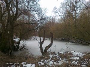 Pohľad na časť Čenkovského ramena. Foto: 4.2.2015, J.Lengyel.