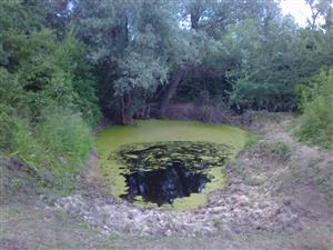 Pohľad na TMP1 v rámci slaniska Akomáň, umelo vybudované jazierko pôvodne určené pre poľovnú zver. Foto:22.6.2015,J.Lengyel.