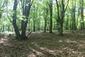 Hýľ (Červenák) karmínový (25.5.2026)