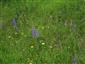Suchomilné travinnobylinné a krovinové porasty na vápnitom podloží (*dôležité stanovištia Orchideaceae) (4.6.2015)