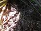 Mannia triandra na TMP3