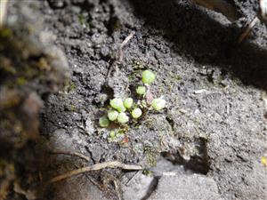 Mannia triandra na TMP5