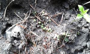 Mannia triandra na TMP9
