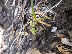 Mannia triandra na TMP12