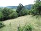 jašterica múrová (14.6.2015)