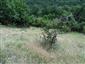 jašterica múrová (19.6.2015)