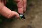 Carabus zawadszkii