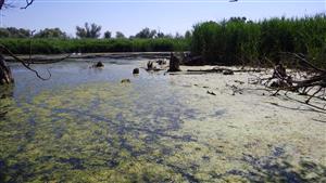 TML, alúvium Žitavy