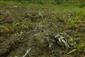 Rieky s bahnitými až piesočnatými brehmi s vegetáciou zväzov Chenopodionrubri p.p. a Bidentition p.p. (6.10.2013)