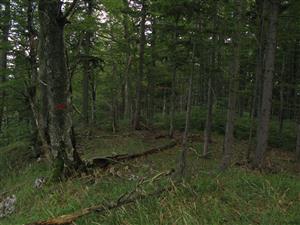 Jedľobukový porast (biotop Ls5.4) - biotop druhu Adenophora liliifolia