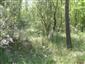 jašterica živorodá (29.6.2014)