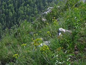 Biotop druhu Pulsatilla subslavica (biotop Al3).
