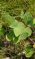 detail druhu Marsilea quadrifolia