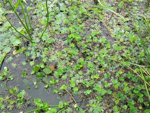 zarasty druhu Marsilea quadrifolia vo vode okrajom jamy