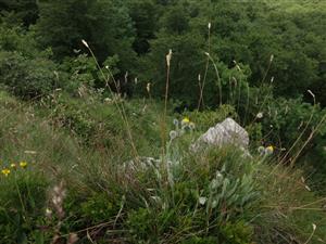 Hieracium villosum