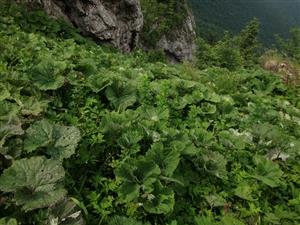 lokalita